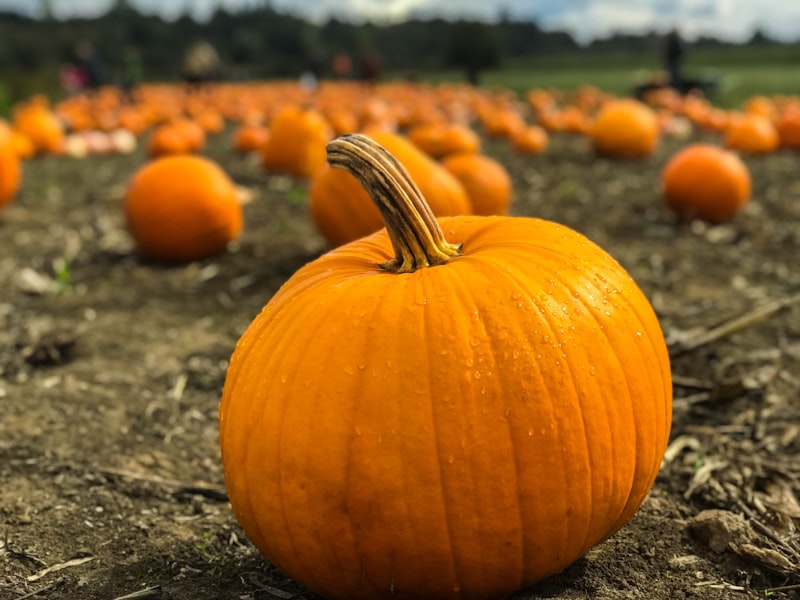 Apple Hill Growers