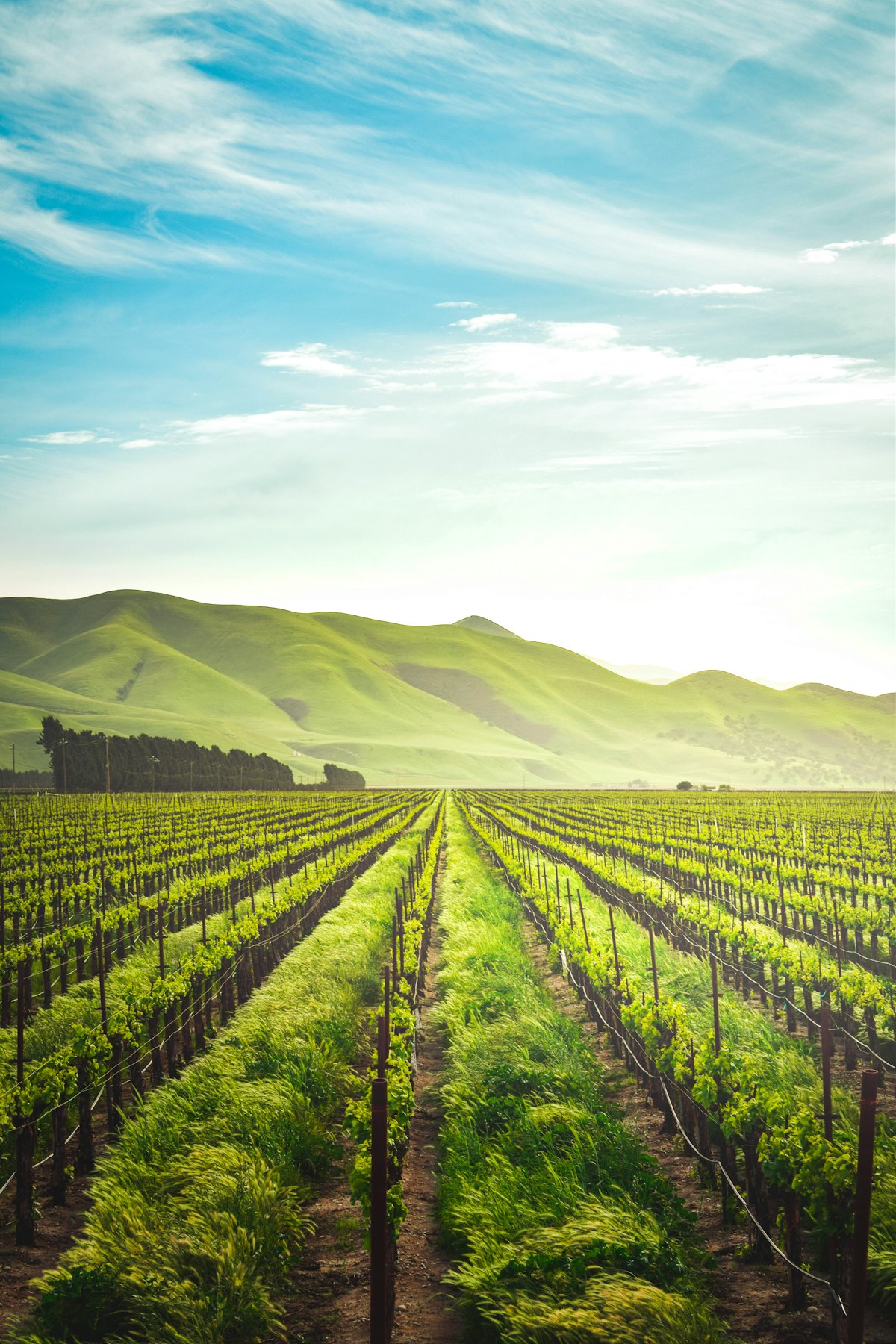 California U-Pick Farms